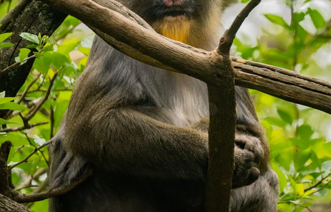 Gabon travel eSIM — stay connected across Gabon with My Holiday SIM