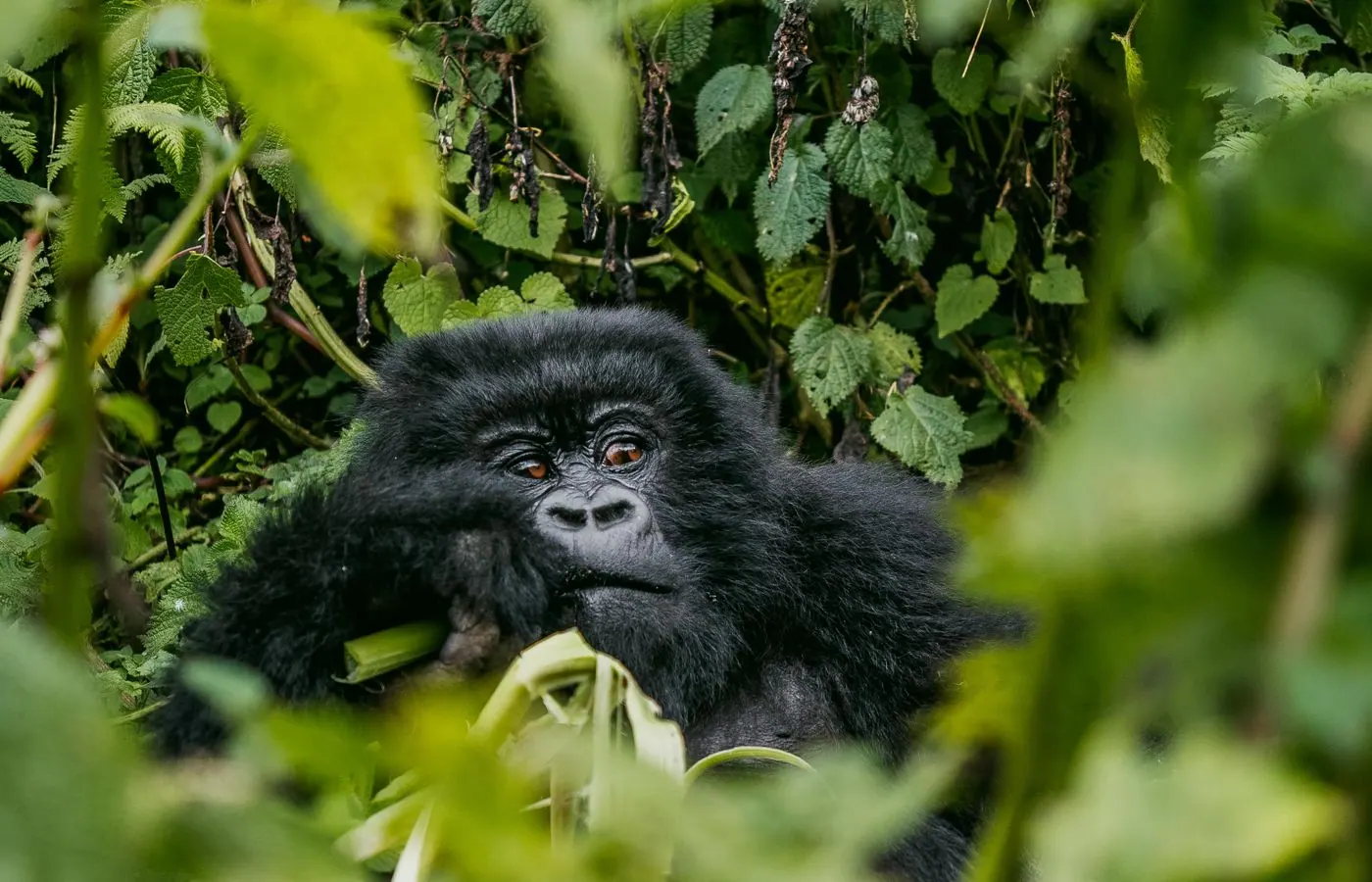 Uganda travel eSIM — stay connected across Uganda with My Holiday SIM